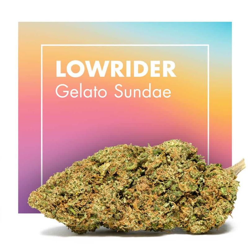 Flores CBD Cannabis Gelato Sundae LOWRIDER